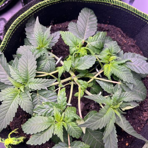 Gertrud #2 growlog timeline photo