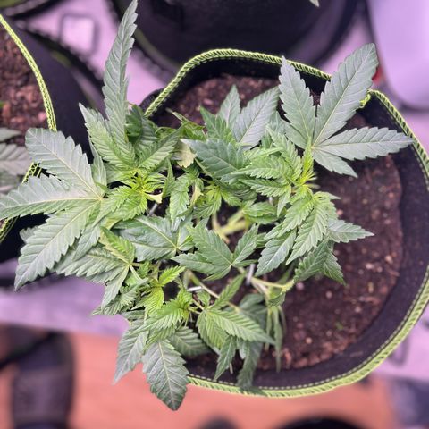 Gertrud #2 growlog timeline photo