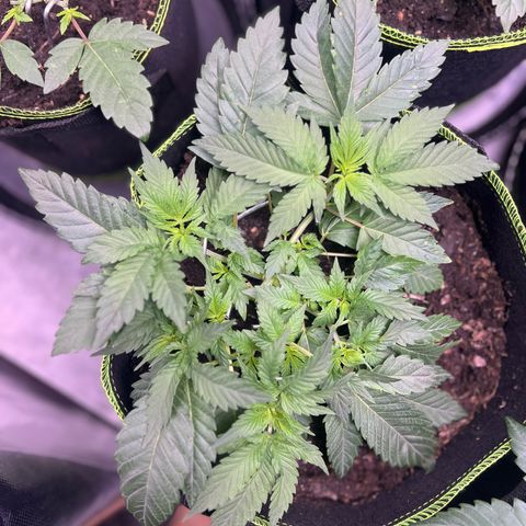 Gertrud #2 growlog timeline photo