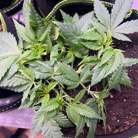 Gertrud #2 growlog timeline photo