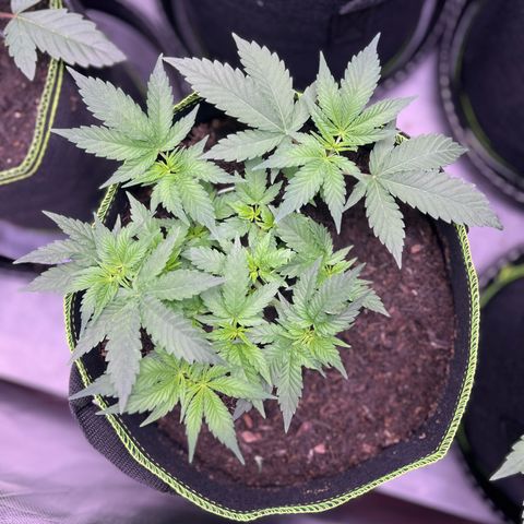 Gertrud #2 growlog timeline photo