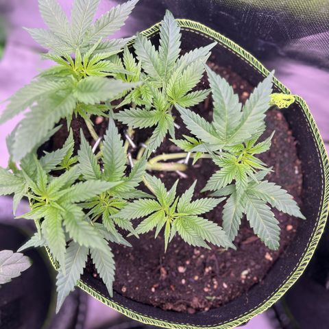 Gertrud #2 growlog timeline photo