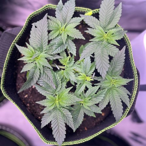 Gertrud #2 growlog timeline photo