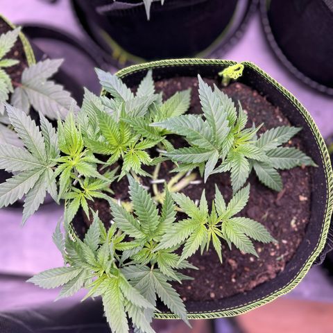 Gertrud #2 growlog timeline photo