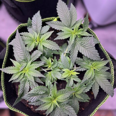 Gertrud #2 growlog timeline photo