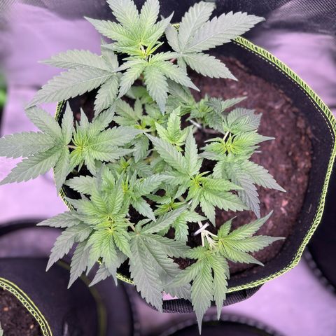 Gertrud #2 growlog timeline photo