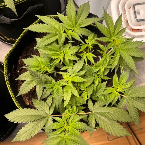 Gertrud #2 growlog timeline photo