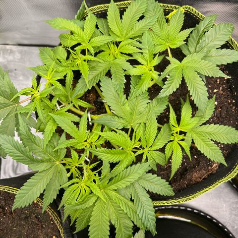 Gertrud #2 growlog timeline photo
