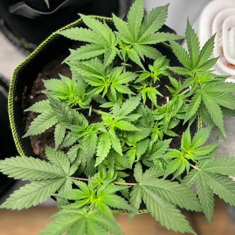 Gertrud #2 growlog timeline photo