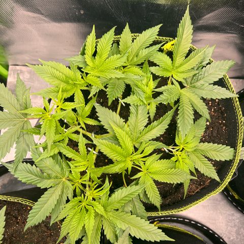 Gertrud #2 growlog timeline photo
