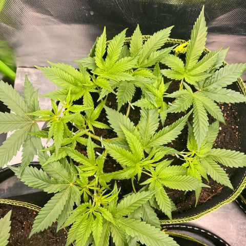 Gertrud #2 growlog timeline photo