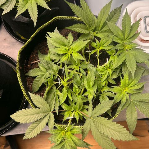 Gertrud #2 growlog timeline photo