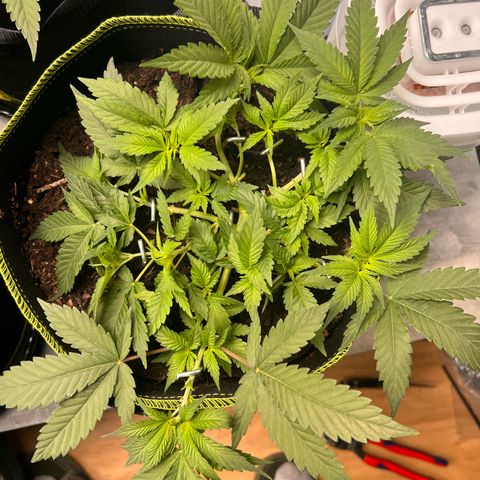Gertrud #2 growlog timeline photo