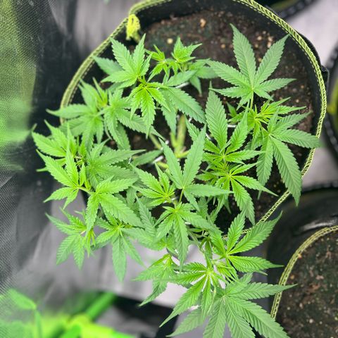 Gertrud #2 growlog timeline photo