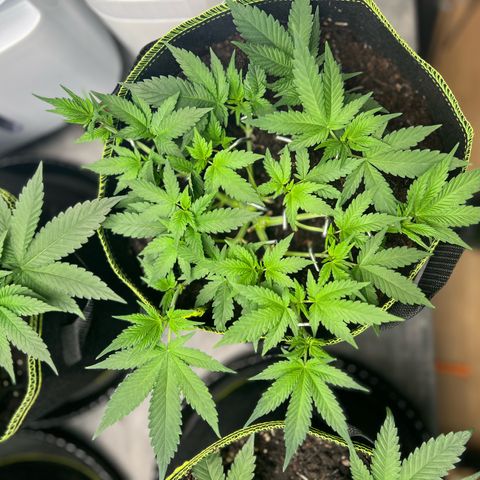 Gertrud #2 growlog timeline photo