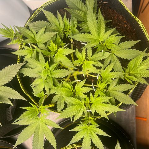 Gertrud #2 growlog timeline photo