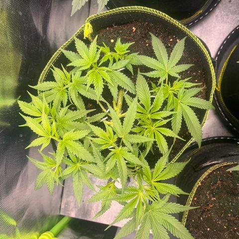 Gertrud #2 growlog timeline photo