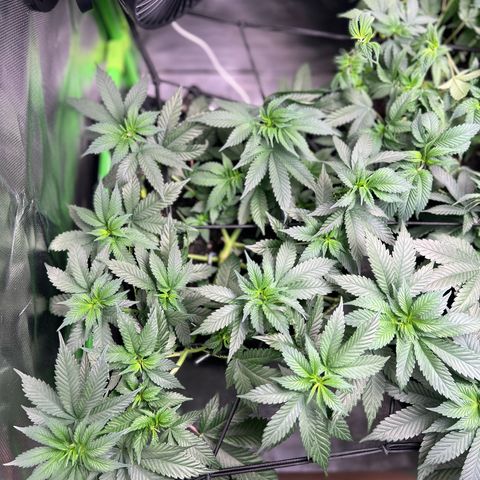 Gertrud #2 growlog timeline photo
