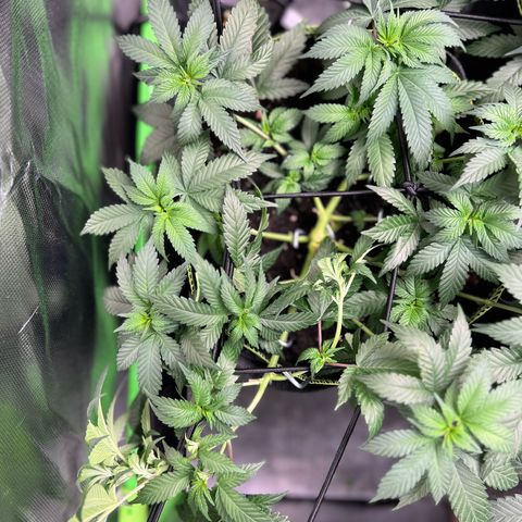 Gertrud #2 growlog timeline photo