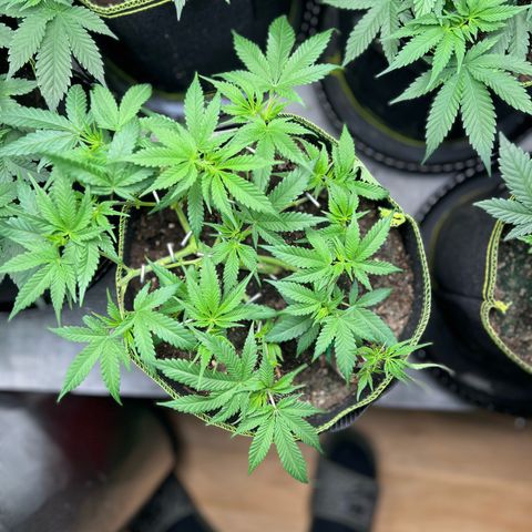 Gertrud #2 growlog timeline photo