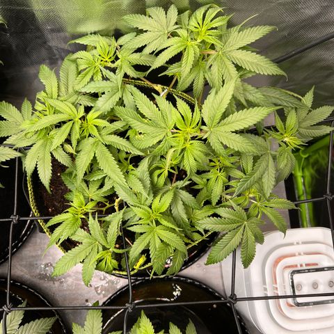 Gertrud #2 growlog timeline photo