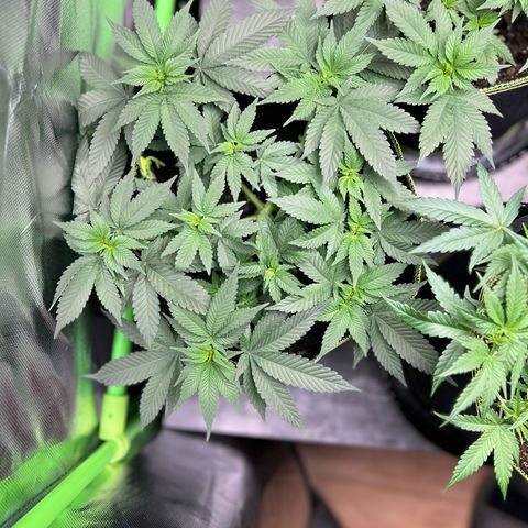 Gertrud #2 growlog timeline photo