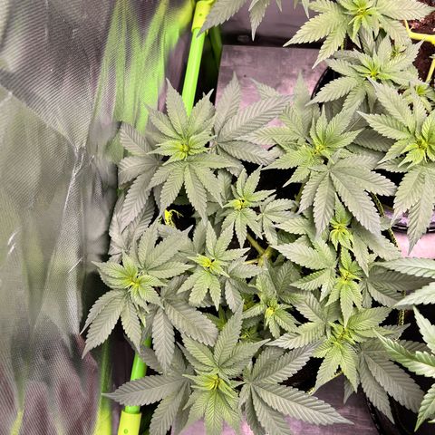 Gertrud #2 growlog timeline photo