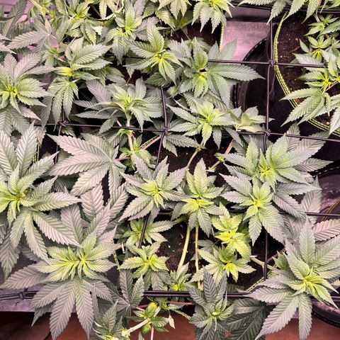 Gertrud #2 growlog timeline photo