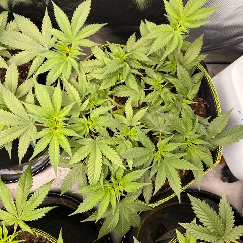 Gertrud #2 growlog timeline photo