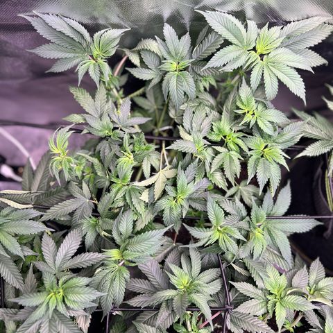 Gertrud #2 growlog timeline photo