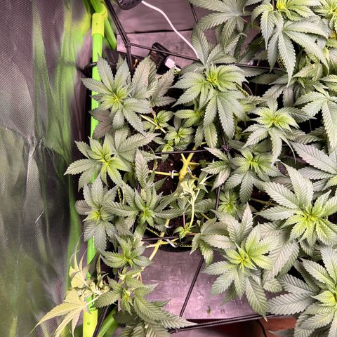Gertrud #2 growlog timeline photo