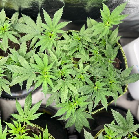 Gertrud #2 growlog timeline photo