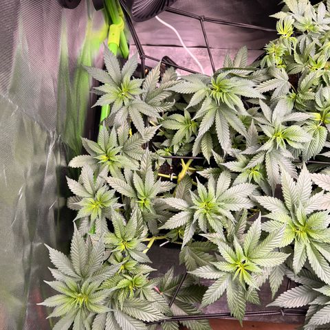 Gertrud #2 growlog timeline photo