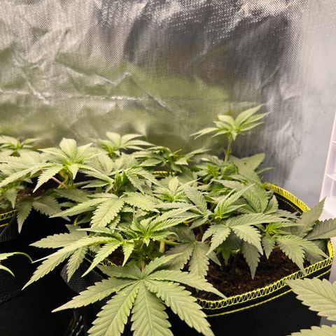 Gertrud #2 growlog timeline photo