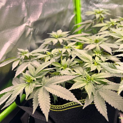 Gertrud #2 growlog timeline photo