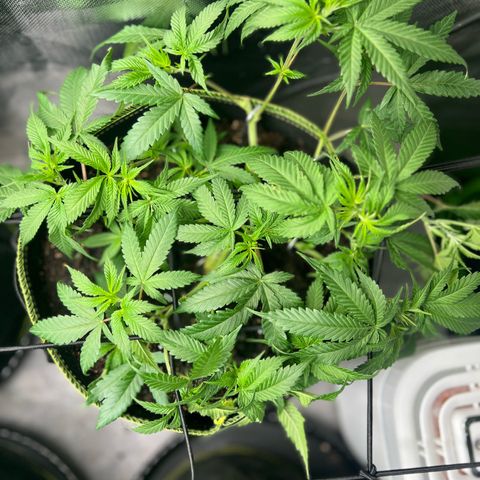 Gertrud #2 growlog timeline photo