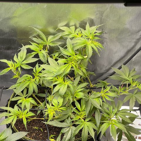 Gertrud #2 growlog timeline photo