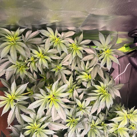 Gertrud #2 growlog timeline photo