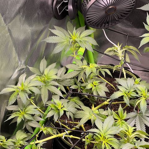 Gertrud #2 growlog timeline photo