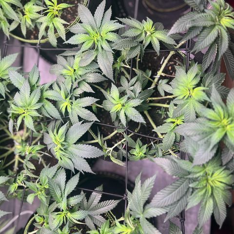 Gertrud #2 growlog timeline photo