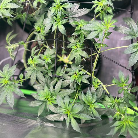 Gertrud #2 growlog timeline photo