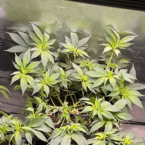 Gertrud #2 growlog timeline photo