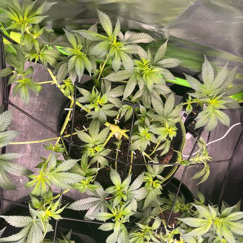 Gertrud #2 growlog timeline photo