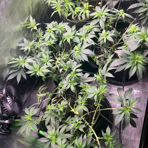Gertrud #2 growlog timeline photo