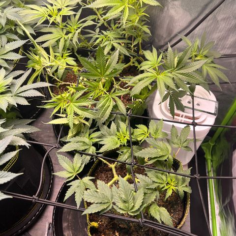 Gertrud #2 growlog timeline photo