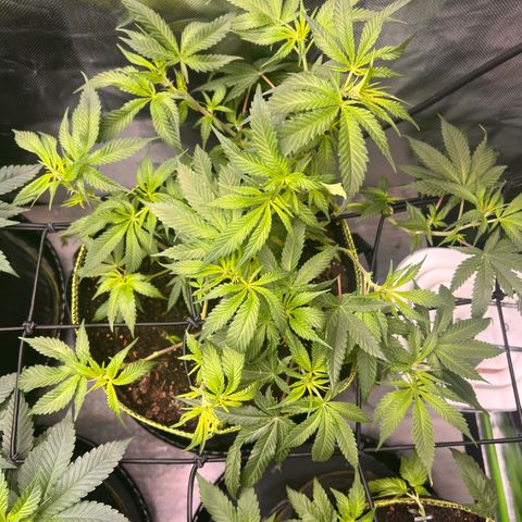 Gertrud #2 growlog timeline photo