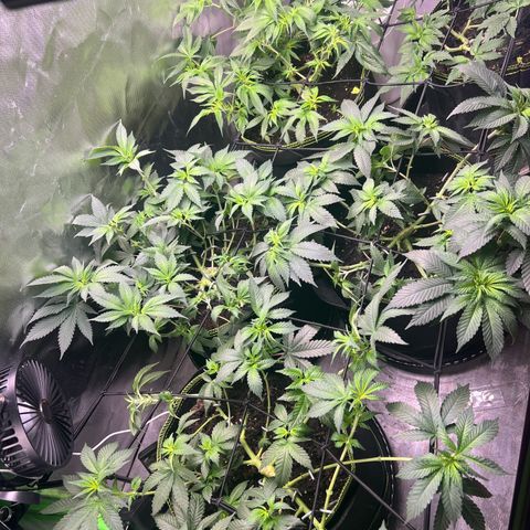 Gertrud #2 growlog timeline photo