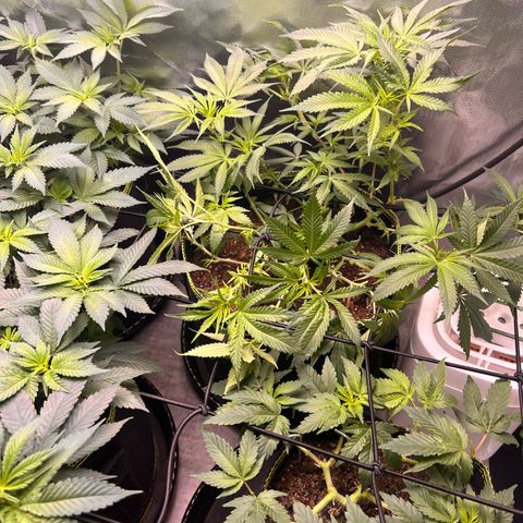 Gertrud #2 growlog timeline photo