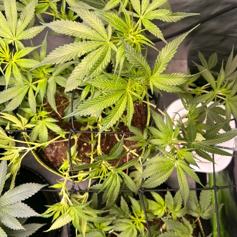 Gertrud #2 growlog timeline photo
