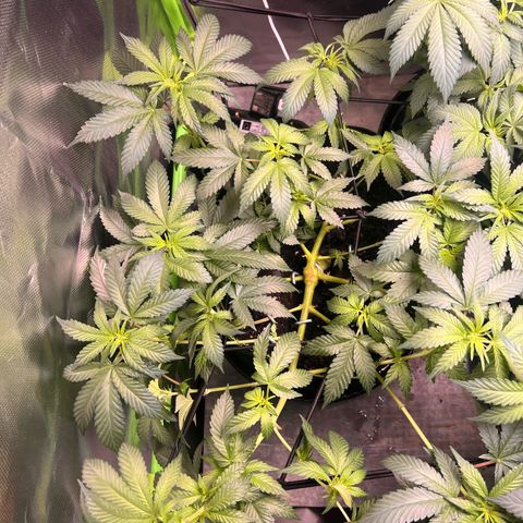 Gertrud #2 growlog timeline photo